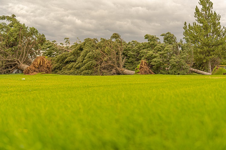vihar