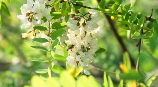 Az akác termesztése és jelentősége a magyar mezőgazdaságban