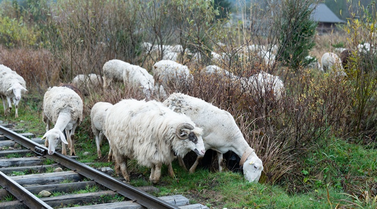 birka