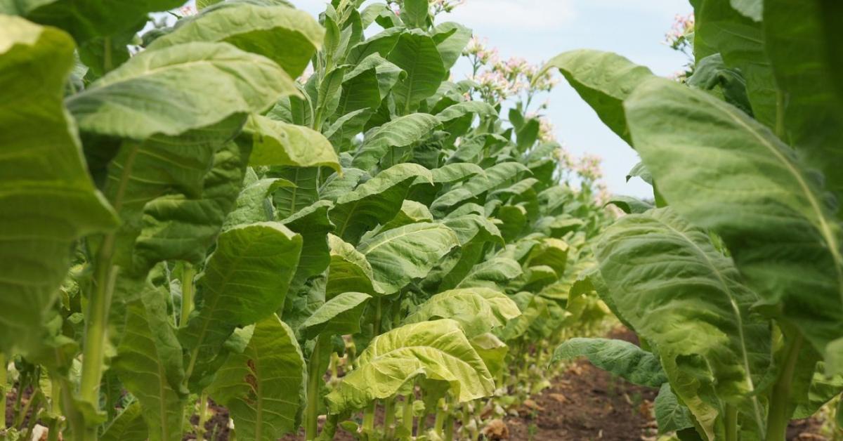 Jövedéki adó kontra megélhetés – dohánytermelők harca Brüsszel ellen