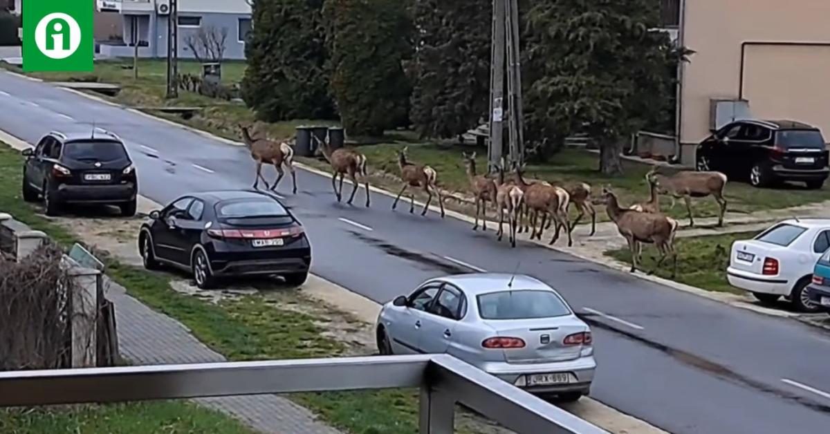 Szarvasrudli a város kellős közepén! Most már erre számítsunk? +VIDEÓ