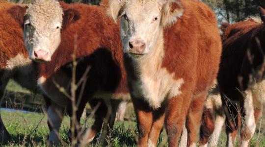 Miért rajong a Hereford-marháért a világ?