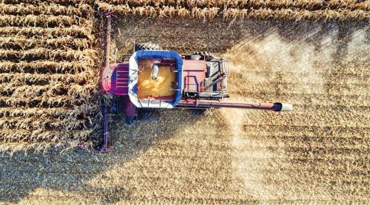 Emelkedő pályán a gabonatermés: optimistább lett a FAO