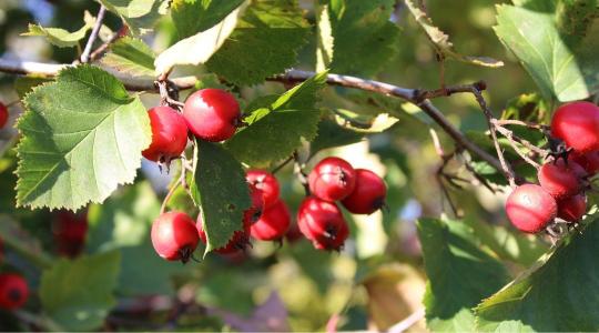 Több, mint díszítés – Mit adnak nekünk a cserjék? Több, mint díszítés – Mit adnak nekünk a cserjék?