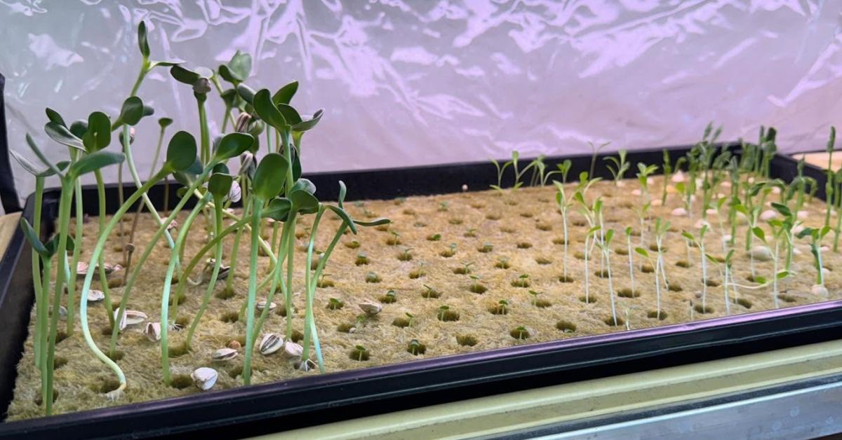 Ahol a diákok saját maguknak termesztik az ebédet – talaj nélkül Ahol a diákok saját maguknak termesztik az ebédet – talaj nélkül