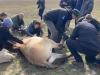 A Hortobágyról az Őrségbe – folytatódik a Przewalski-vadlovak áttelepítése