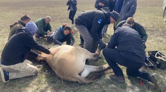 A Hortobágyról az Őrségbe – folytatódik a Przewalski-vadlovak áttelepítése
