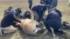 A Hortobágyról az Őrségbe – folytatódik a Przewalski-vadlovak áttelepítése