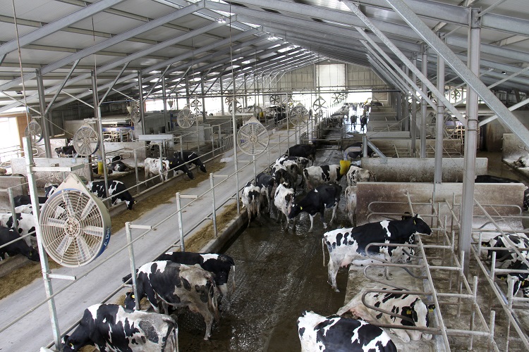 agrofeed