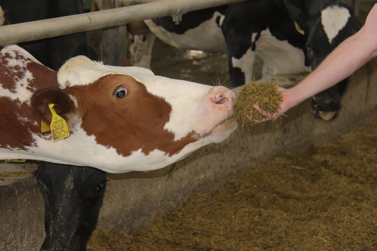 agrofeed