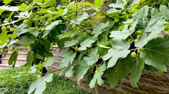 Így szaporíthatod sikeresen a fügét