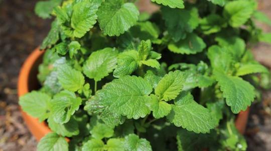 Ismerd meg a citromfű termesztésének és felhasználásának minden részletét! 