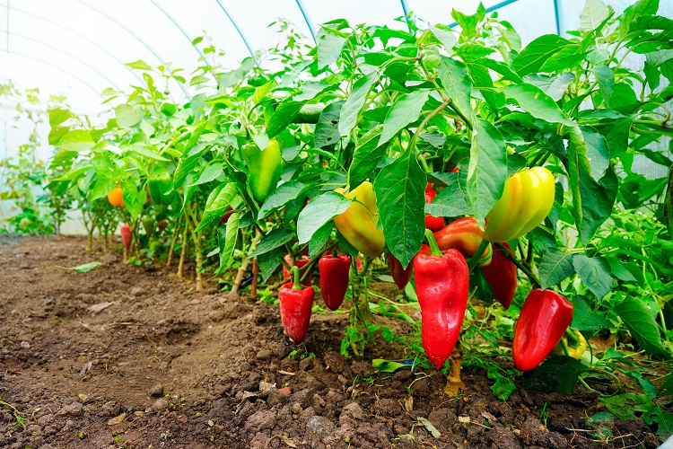 paprika