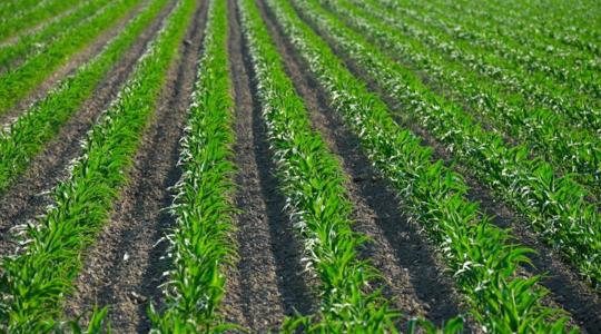 Magyar szoftver a világ élvonalában – FAO-díj a ProPlantának Magyar szoftver a világ élvonalában – FAO-díj a ProPlantának