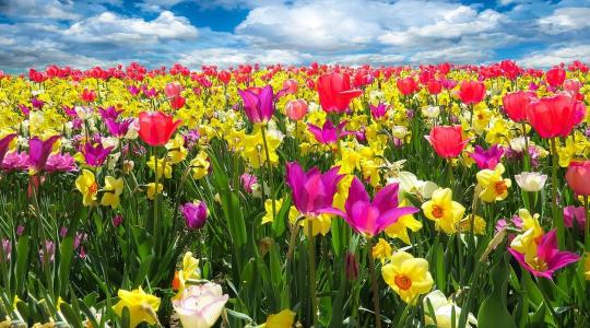 Őszi hagymások (tulipán, nárcisz) ültetése: tippek a tavaszi virágzásért Őszi hagymások (tulipán, nárcisz) ültetése: tippek a tavaszi virágzásért