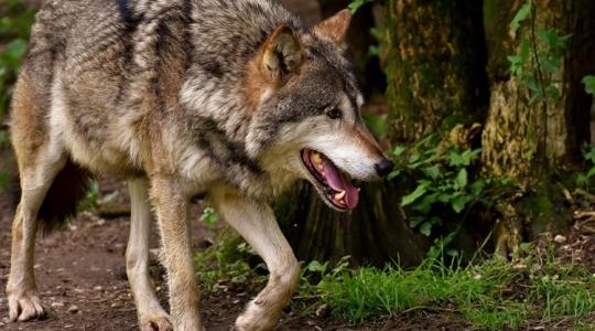 Szürke farkas Magyarországon – élőhely, táplálkozás, érdekességek Szürke farkas Magyarországon – élőhely, táplálkozás, érdekességek