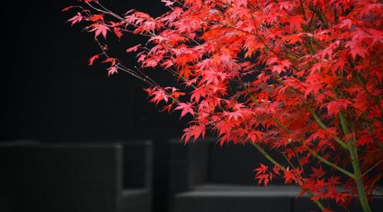 Japán juhar, vérbükk, aranyeső – a legszebb őszi fák Japán juhar, vérbükk, aranyeső – a legszebb őszi fák