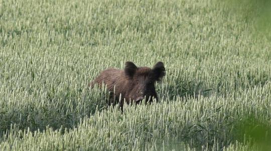 Őszi vadkárok: így védd meg a földed a vaddisznóktól Őszi vadkárok: így védd meg a földed a vaddisznóktól
