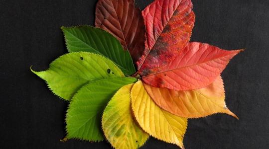 Levélmulcs dekorációként: koszorú, járda és ágyás őszi díszben Levélmulcs dekorációként: koszorú, járda és ágyás őszi díszben