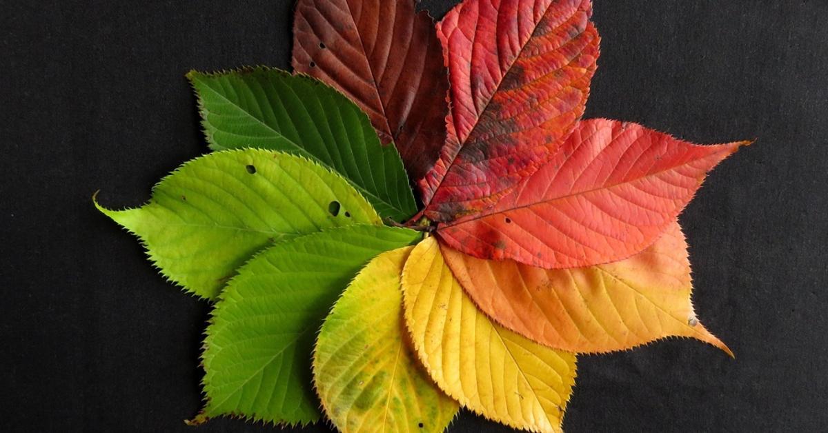 Levélmulcs dekorációként: koszorú, járda és ágyás őszi díszben Levélmulcs dekorációként: koszorú, járda és ágyás őszi díszben