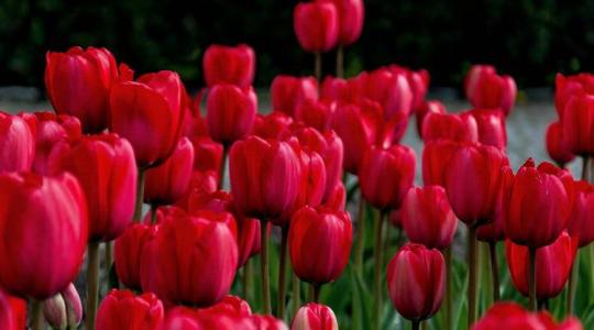 Így lesz színpompás a kerted: a tulipán ültetésének titkai