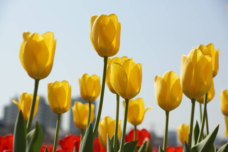 tulipán