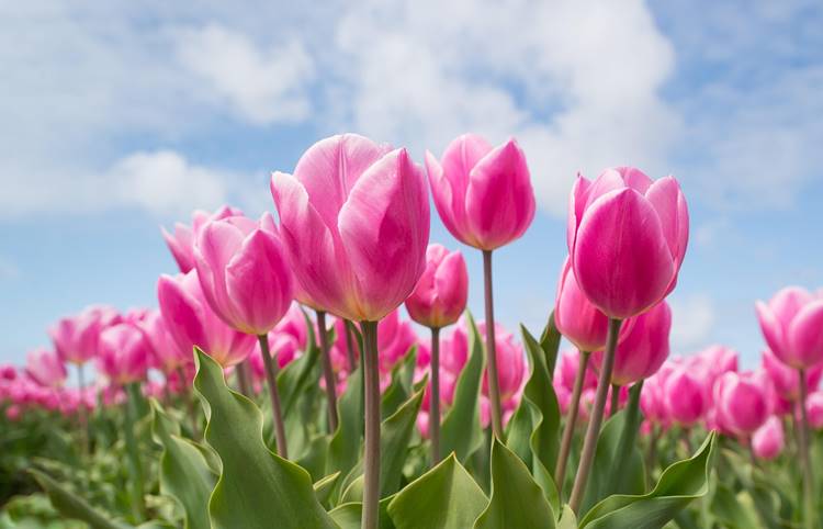 tulipán