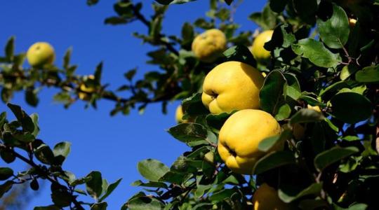 Őszi vitaminbomba a fáról: ezért fogyasszunk birsalmát Őszi vitaminbomba a fáról: ezért fogyasszunk birsalmát