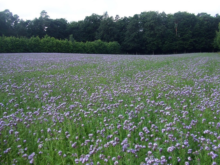 talajtakarás