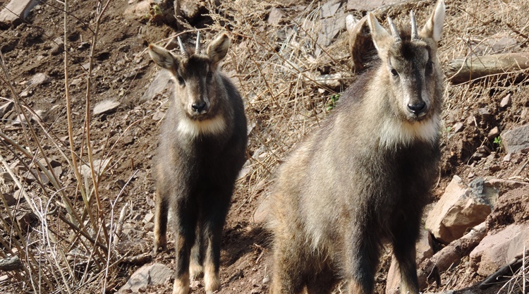 goral