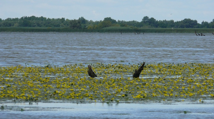 tisza