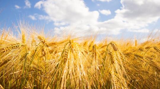 Klímaváltozás ide vagy oda – tarol a szerb búza
