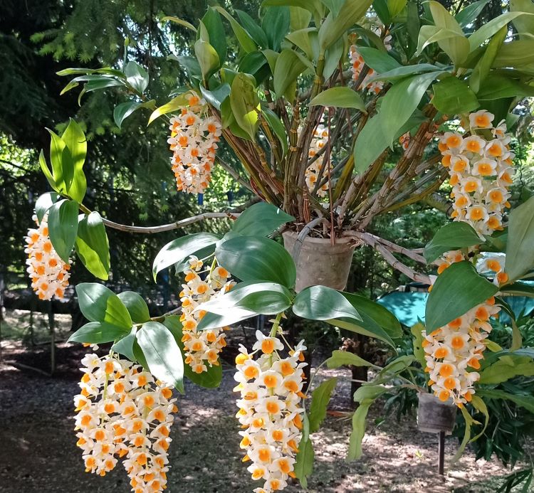 orchidea