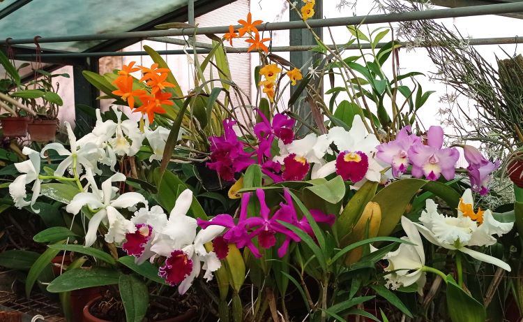 orchidea