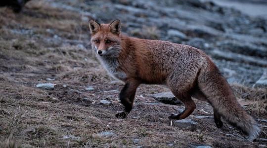Állattartók, figyelem, veszett rókát találtak Állattartók, figyelem, veszett rókát találtak