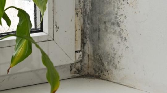 Pára, dohos szag és penész az otthonodban? Így szabadulhatsz meg tőle egyszerűen!