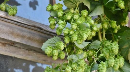 Ezért éri meg ma komlót termeszteni Magyarországon