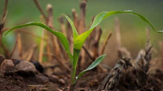 A forgatás nélküli talajművelés alapjai és gyakorlati tapasztalatai
