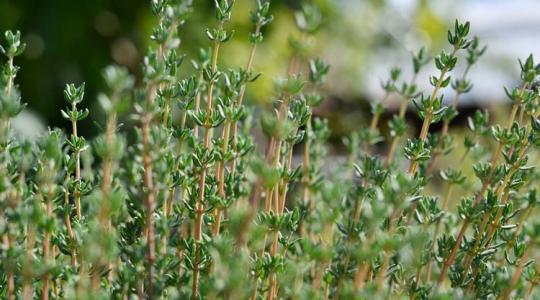 Kakukkfű termesztése és felhasználása: útmutató kezdőknek és haladóknak