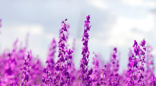 Ismerd meg a szarkaláb termesztésének fortélyait!