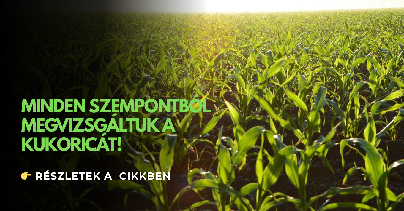 kukorica