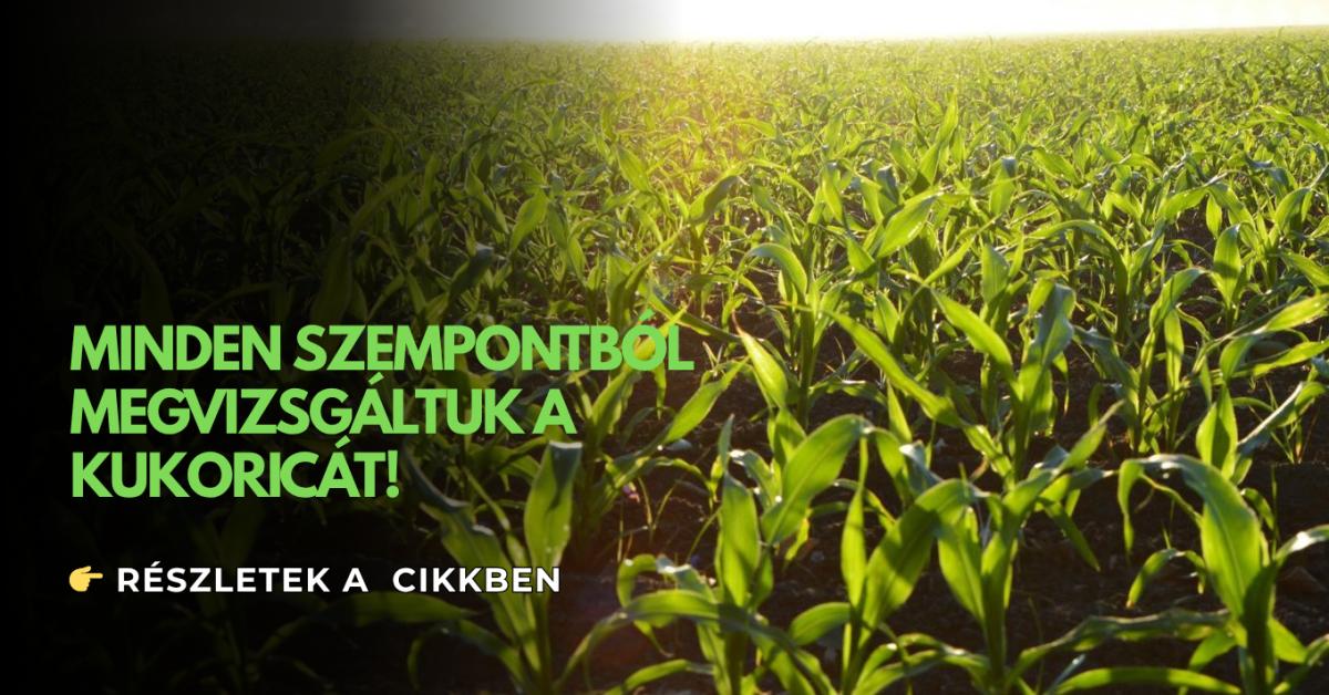 Kukorica webinárium: Kezdj el másként gondolkozni! +VIDEÓ