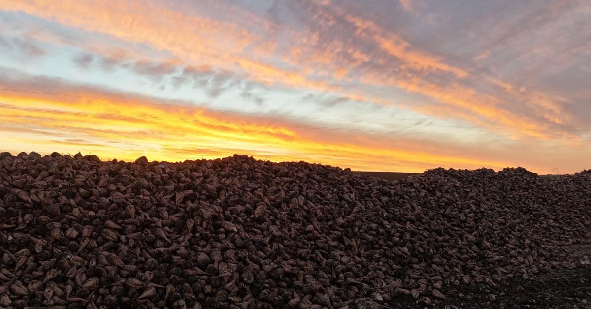 Mercosur: végképp bealkonyul a cukorrépa-termelőknek?