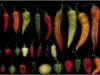 Ez a paprika annyira erős, hogy emberi fogyasztásra alkalmatlan