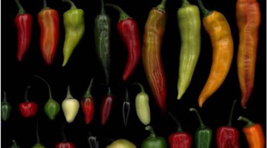 Ez a paprika minden eddigi rekordot megdönthet – de ki meri megkóstolni? Ez a paprika minden eddigi rekordot megdönthet – de ki meri megkóstolni?