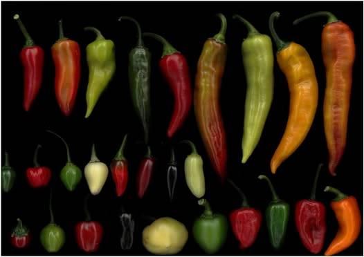 Ez a paprika annyira erős, hogy emberi fogyasztásra alkalmatlan