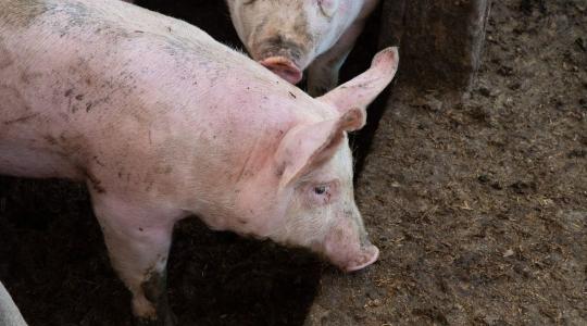 Sertéstartók figyelem: megjelent a Kincstári közlemény az állatjóléti támogatásról
