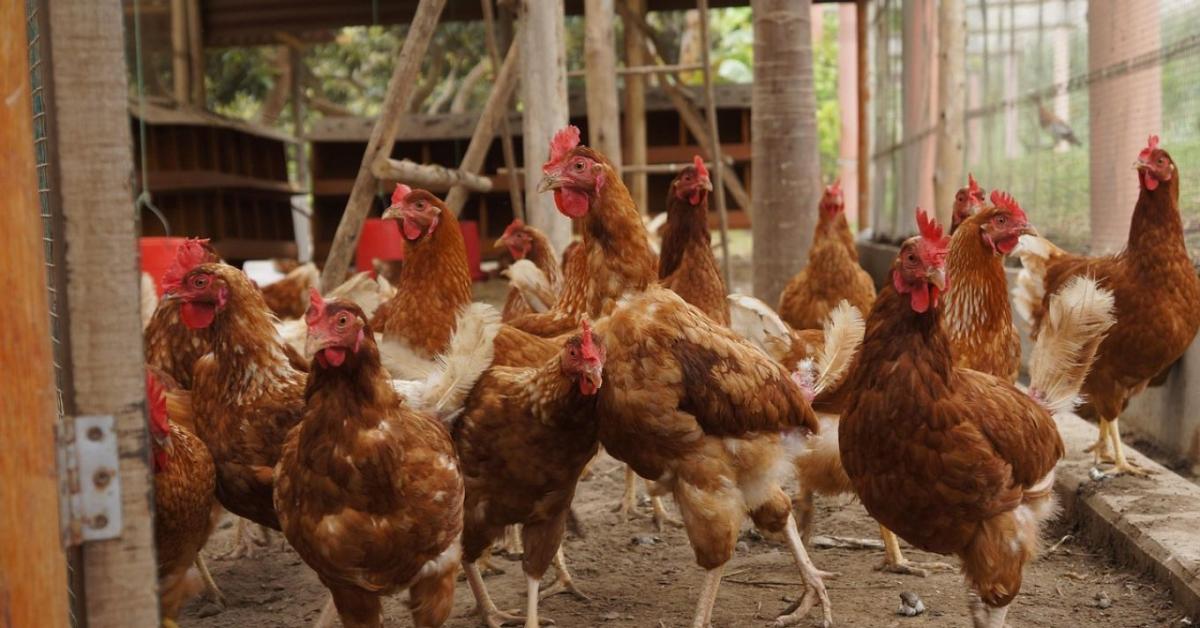 Új szabályok léptek életbe a madárinfluenza miatt