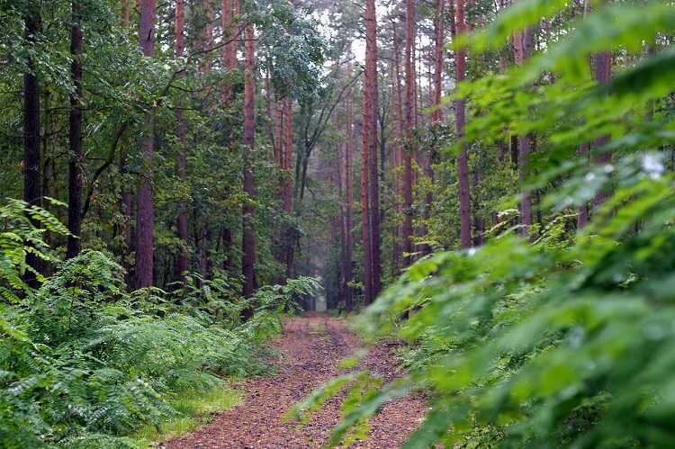 akác