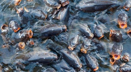 A ponty: mindent a hazai halgazdálkodás legnépszerűbb haláról